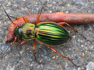 Carabus auratus el la Grundoskarabo