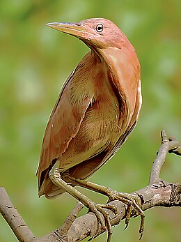 Cinamoninis baublys (Ixobrychus cinnamomeus)