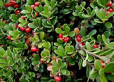 Miltinė meškauogė (Arctostaphylos uva-ursi)