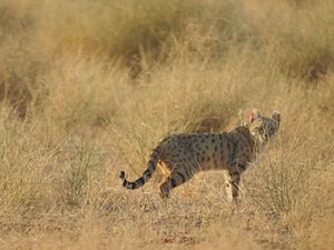 Un chat orné, une sous-espèce de chat sauvage, dans une prairie de la région de Bikaner.