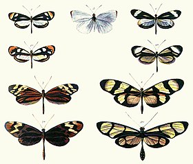 Prancha de Henry Walter Bates (1862) ilustrando o Mimetismo Batesiano entre espécies de Dismorphia (1ª e 3ª linha) e várias Ithomiini (Nymphalidae, 2ª e 4ª linha)