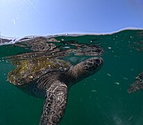 Tortugas en Los Órganos.