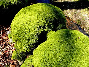 Moss will grow on boulders