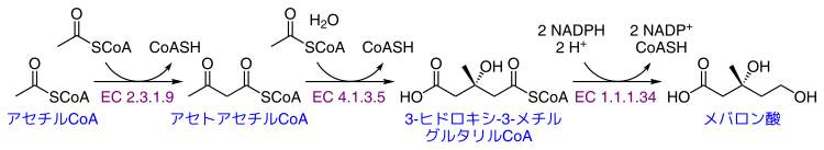 メバロン酸の生成経路