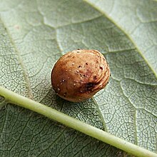 Gros plan sur un noyau de merise desséché posé sur le dessous d’une feuille de merisier dont les nervures sont bien visibles