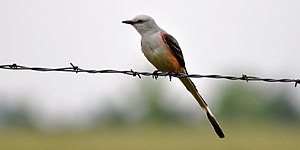 Scissor-tailed flycatcher (Tyrannus forficatus) in Walker County