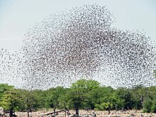 massive flock of tiny birds seen from distance so that birds appear as specks