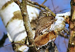 Európai törpekuvik (Glaucidium passerinum)