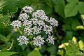 Égopode (Apiaceae)