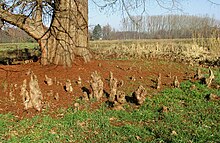 Ademwortels van moerascipres in Engels Park Herkenrode Hasselt