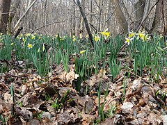 Jonquilles sauvages