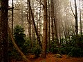 Bosque de El Valle, Mérida.