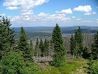 Effects of bark beetle in the Bavarian Forest