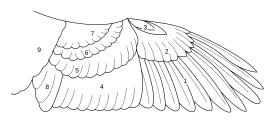 Schema veren van een vleugel: 1 = handpennen; 2 = handdekveren; 3 = duimvleugel; 4 = armpennen; 5 = grote dekveren; 6 = middelste dekveren; 7 = kleine dekveren; 8 = tertials; 9 = schouder (-veren)