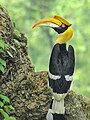 A great hornbill in Raigad