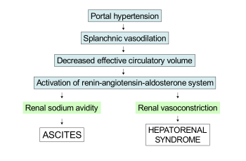 Diagram: portal hypertension leads to splanchnic vasoconstriction, which decreases effective cirulatory volume. This activates the renin–angiotensin–aldosterone system, which leads to ascites due to kidney sodium avidity and hepatorenal syndrome due to kidney vasoconstriction.