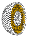 Image 50Cross-section through a liposome (from History of Earth)