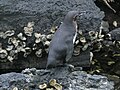 Pinguino delle Galapagos