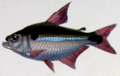 Astyanax fasciatus