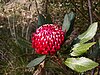 Telopea aspera in flower