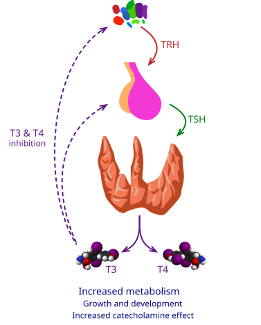 Thyroid vector