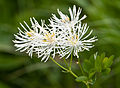 Thalictrum aquilegifolium