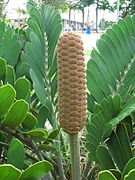 Zamia furfuracea.