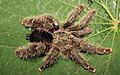 Avicularia variegata nőstény