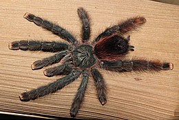 Avicularia avicularia