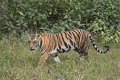 Bengal tiger Panthera tigris tigris ♀ Inda