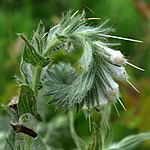 False gromwell (Onosmodium bejariense) Walker County