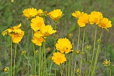 Lance-leaved coreopsis (Coreopsis lanceolata), Hardin County