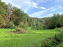 Feuchtwiese mit Rohrkolben-Bestand an einem Tümpel