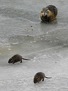 Sur une rivière gelée, en Allemagne.