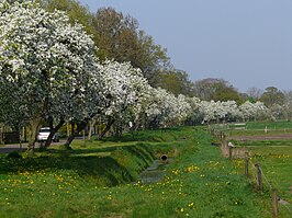 De Dokter Larijweg met bloeiende perenbomen