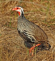 P. a. humboldtii (Peters, W, 1854) in Mozambique