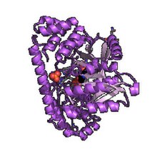 Modello tridimensionale dell'enzima