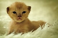 Brown European kitten. The temperature sensitive colourpoint restriction gene causes black sepia kittens to be born with light coats.