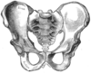 Pelvis masculin