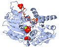 Hình 6: Mô hình một hộp DEAD ở helicase của người.