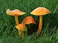 Hygrocybe ceracea