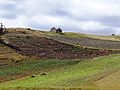 Potato fields around Lake Tota