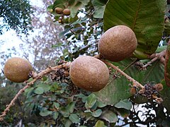 Neocarya macrophylla.