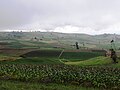 Cultivos en Siachoque.