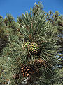 Torrey pine: female pine cones