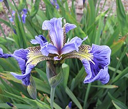 Kosatec chlupatý iris setosa (檜扇菖蒲), císařský osobní znak princezny Kiko