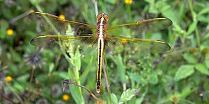 Needham's skimmer (Libellula needhami) female, Harris Co County