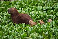 Capibara y sus crías en el área de conservación Várzea do Rio Tietê en el estado de São Paulo, Brasil. El capibara —también llamado carpincho, ronsoco o chigüiro (Hydrochoerus hydrochaeris)— es un animal de la familia de los cávidos y el roedor viviente de mayor tamaño y peso del mundo. Los capibaras consiguen una longitud de 1 a 1,30 m, una altura a la espalda de 50 a 60 cm,​ y un peso medio de 50 kg en los machos y 61 en las hembras. Es una especie originaria de Sudamérica y habita en los bosques y sabanas tropicales hasta casi los 2000 m s.n.m. Se lo encuentra en todos los países sudamericanos exceptuando a Chile. Por Clodomiro Esteves Junior.