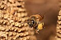 Una abeja europea (Apis mellifera) cargada de polen que lleva dentro de una corbícula, vuela de vuelta a su colmena. Por Muhammad Mahdi Karim.