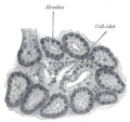 Section of pancreas of dog. X 250.